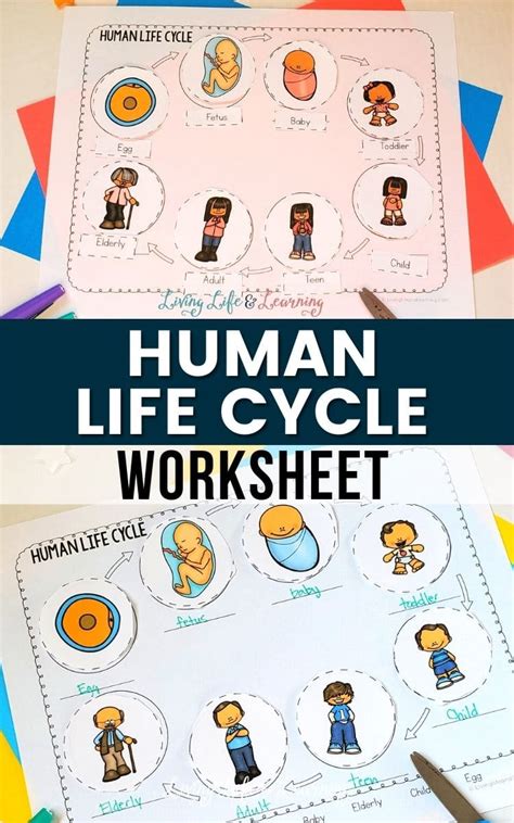 Human Life Cycle Worksheet | Free Homeschool Deals