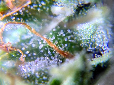 Make Your Buds Sparkle With More Trichomes | Grow Weed Easy