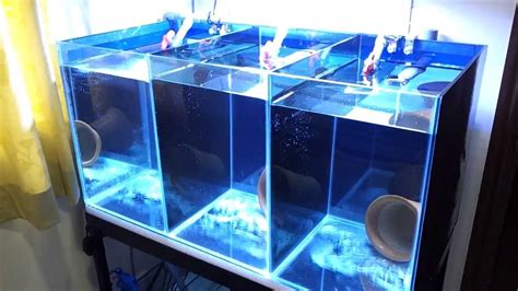 Clownfish breeding tank setup | Clown fish, Fish tank stand, Fishing room