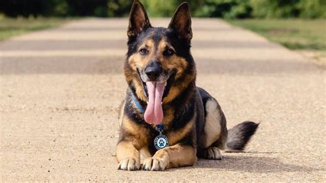 Award for retired Humberside Police dog shot three times - BBC News