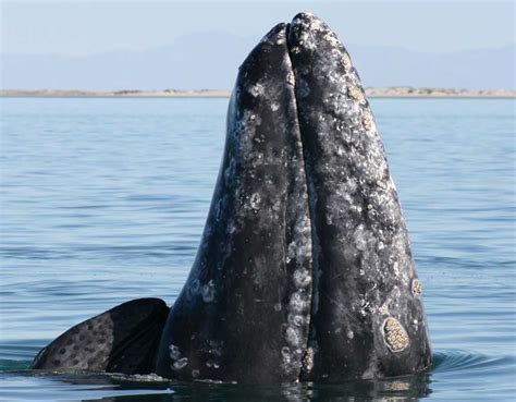 Gray Whale | The Marine Mammal Center