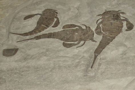 Fossilguy.com: Eurypterid fossils (Sea Scorpions): Facts, Information ...