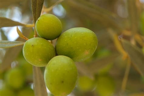 Israel's Desert Agriculture - Tourist Israel