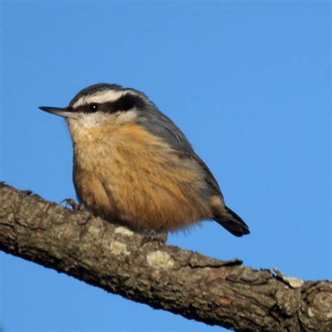 Red-breasted Nuthatch "Sitta canadensis" | Boreal Songbird Initiative