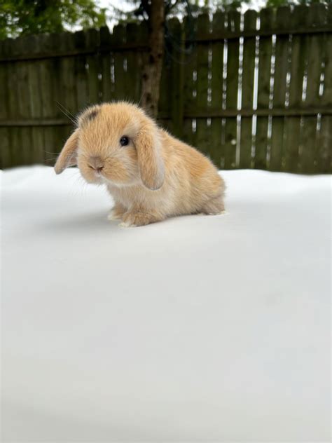 The History of Holland Lops - BUNNIES FOR SALE IN NEW JERSEY