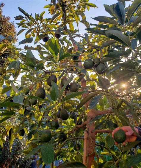 How to Grow Avocados: Tree Varieties, Climate, Planting & Care ...