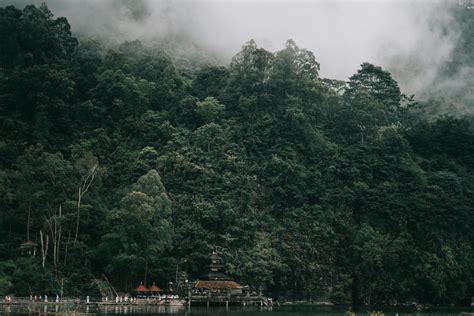 Foggy Rainforest · Free Stock Photo