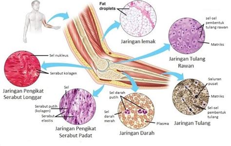 Pengertian Jaringan Ikat : Ciri, Fungsi, Letak, Komponen Penyusun dan ...