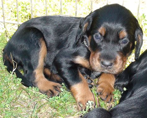 Gordon Setter Crossing: Gordon Setter Puppies - 4 Wks. & 5 Days Old