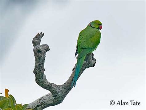 Echo Parakeet or Mauritius Parakeet