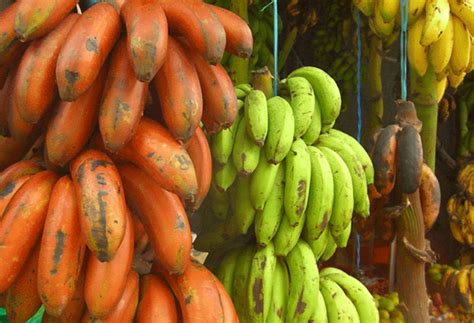 What are the Important Banana Varieties in India?