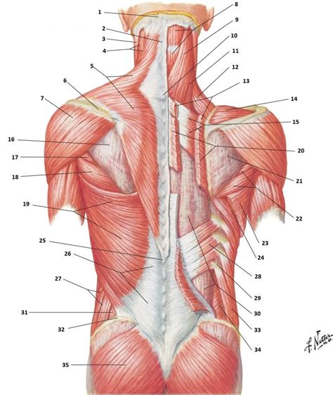 Ja! 30+ Grunner til Back Muscles Diagram! Intermediate back muscles and ...