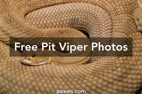 40+ Amazing Pit Viper Photos · Pexels · Free Stock Photos