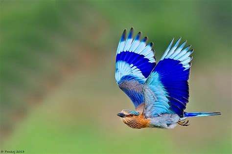 Flying Colours | Animals, Animal photography, Indian roller