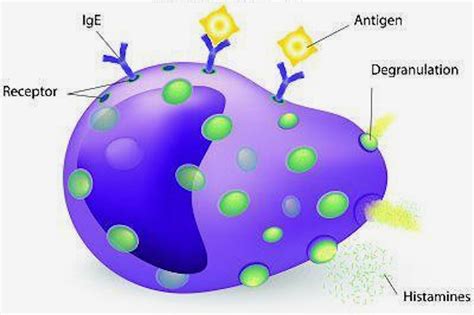 Mast Cell Cartoon