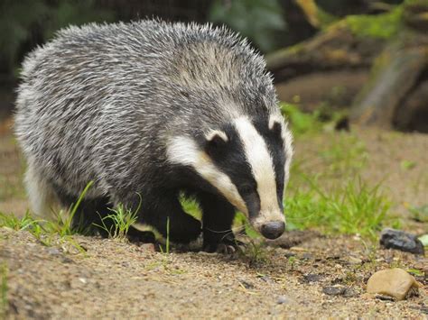 Badger - Diet, Breeding, Facts, Habitat, Pictures, Behavior, Life ...