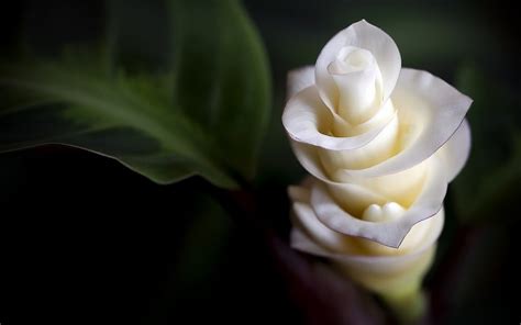 Flower Soft Macro Petals Beautiful HD Love Wallpaper | Love Wallpapers ...