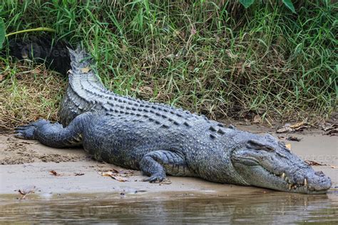 Saltwater Crocodile Crocodylus porosus Daintree Queensland Australia ...