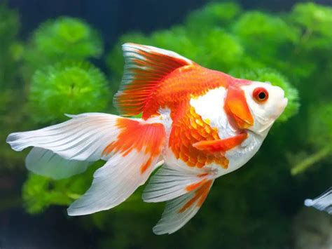 Ryukin Goldfish Care Guide & Species Profile | Fishkeeping World