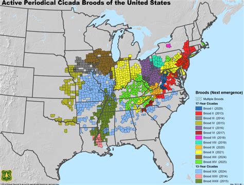 Cicadas 2024 Illinois Map - Inessa Leanor