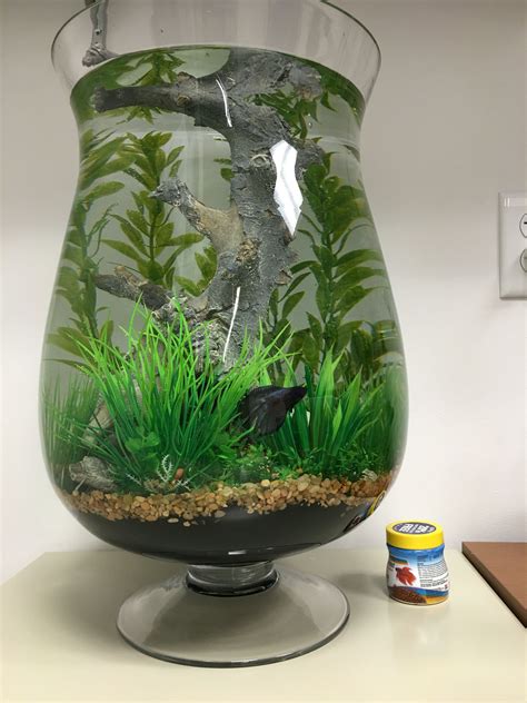 Large Betta vase | Fish plants, Betta fish care, Pet fish