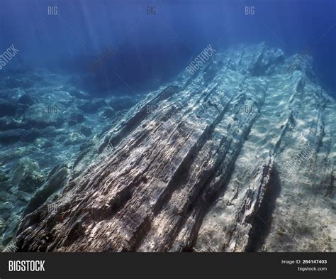 Sea Life Underwater Image & Photo (Free Trial) | Bigstock