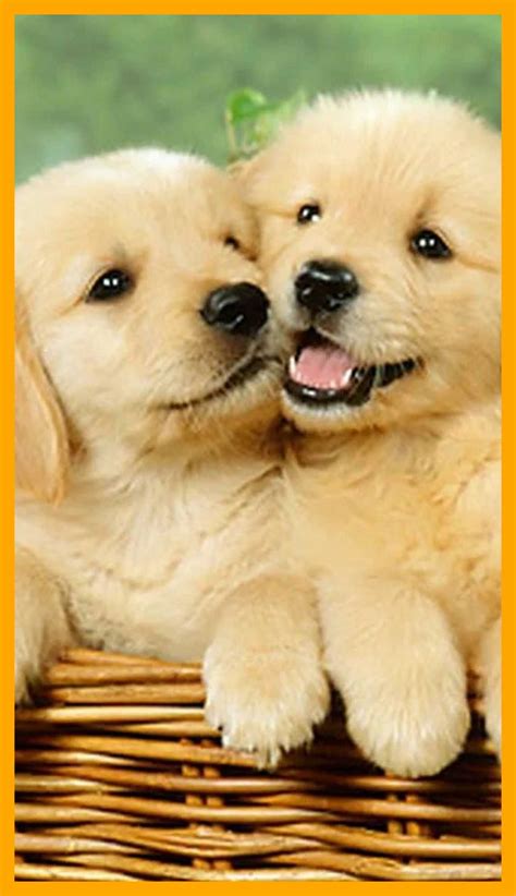 4K Puppy Wallpaper | WhatsPaper