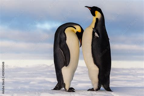 Emperor penguin crying on friend's breast Stock Photo | Adobe Stock