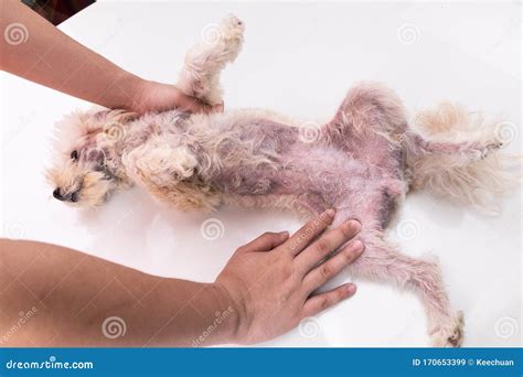 Veterinarian Inspecting Dog with Skin Irritation with Yeast, Fungal ...