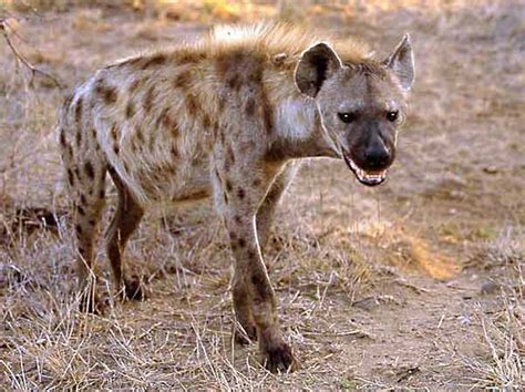 Hyena | The Life of Animals