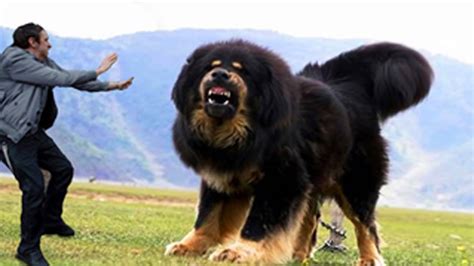 Biggest dog in the world 2016 - YouTube