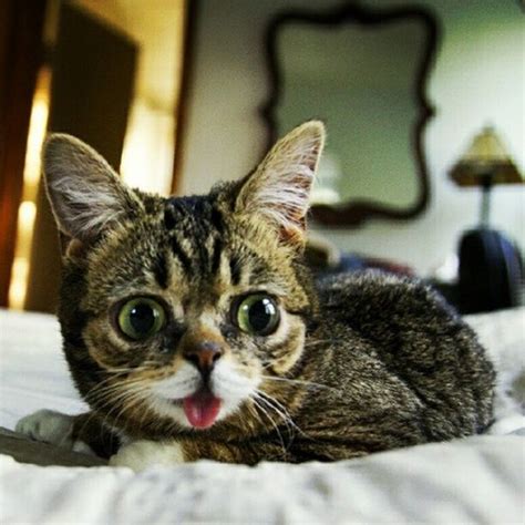 Lil Bub Cat | Animals