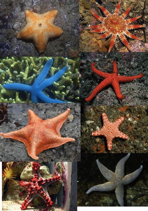 The Echinoblog: How many starfish species are there?? Where do they ...