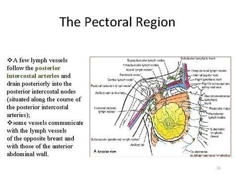 Upper limb Pectoral region Dr Amal Albtoosh Pectoral