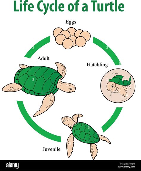 Vector illustration of Turtle life cycle Stock Vector Image & Art - Alamy