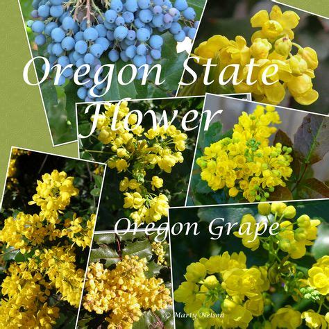 Oregon Grape: Oregon State Flower. ©Photo copyright by Marty Nelson ...