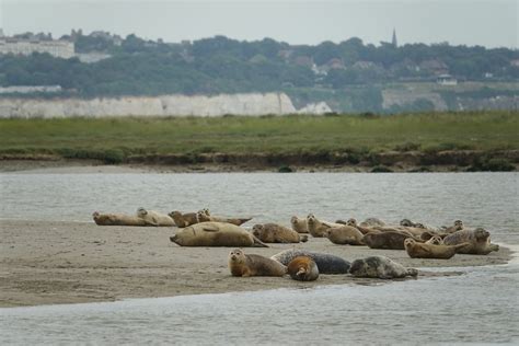 Protect the ‘thriving’ wildlife of the River Thames urges conservation ...