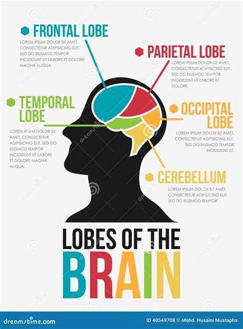 Lobes Of The Brain. Infographic Vector Design | CartoonDealer.com #40549708