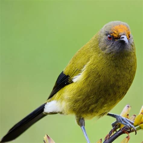 Bellbird | Kohab Bird Guide — Kohab