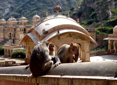 Monkey Temple Jaipur | Galtaji Temple Jaipur, Rajasthan