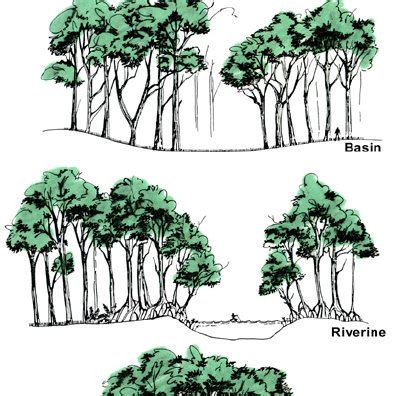 1. World map of the mangrove distribution zones and the number of ...