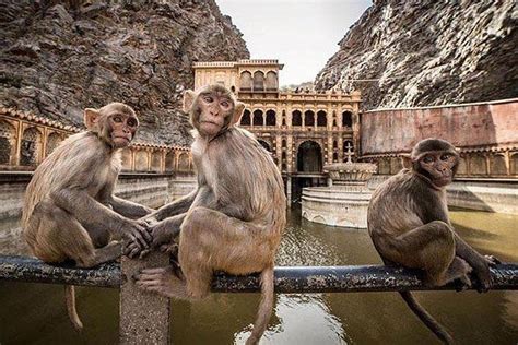 Galtaji Temple: Where The Monkeys Run The WorldMemorable India Blog