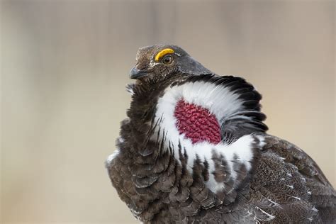 Dusky Grouse | Audubon Field Guide