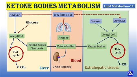 Ketone Body Synthesis