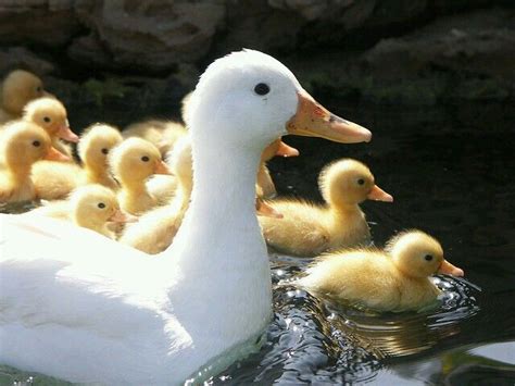 So many babies.. God bless the mamma. | Cute ducklings, Duck and ...