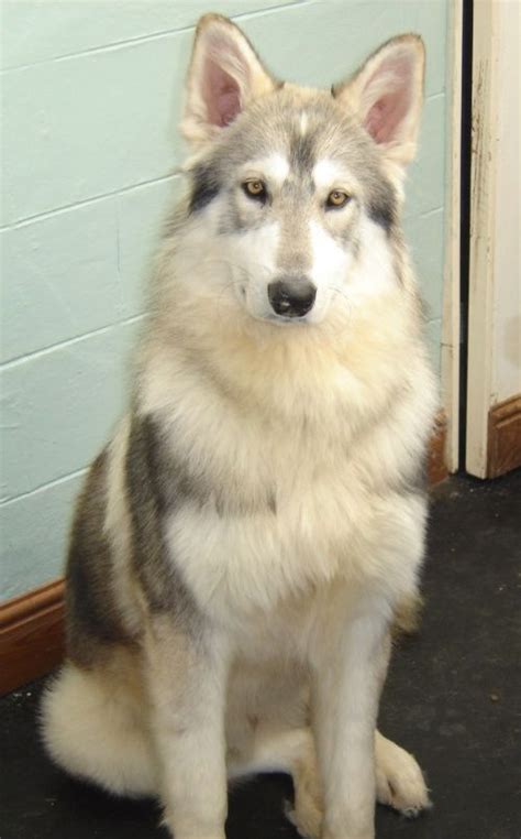 Alaskan Noble Companion | Northern inuit dog, Tamaskan dog, Dogs