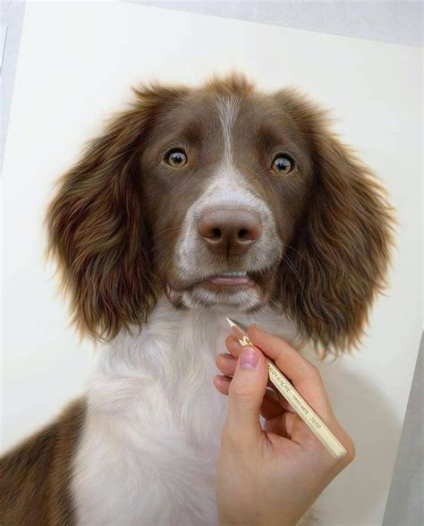 Dog Color Pencil Drawing