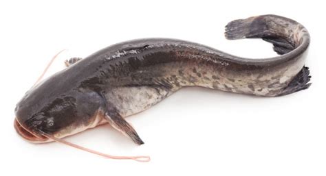 427 Bullhead Catfish Royalty-Free Images, Stock Photos & Pictures ...