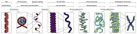 Euchromatin - Definition, Function, Structure & Quiz | Biology Dictionary