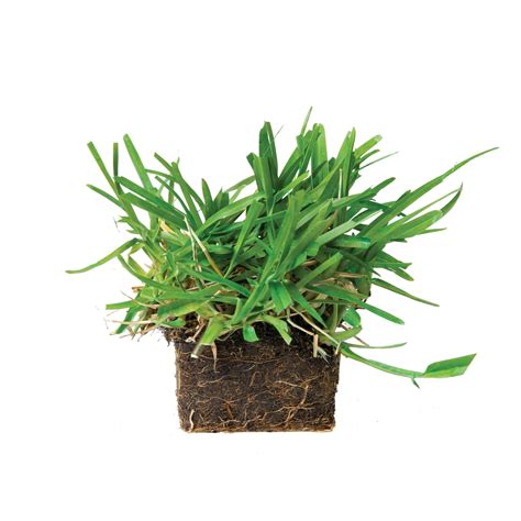 Floratam St. Augustine Grass Plugs - Grass Patch - SodPods®